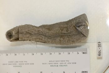 Media type: image;   Invertebrate Zoology HOL-917 Description: Preserved specimen.;